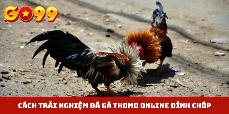 Cách trải nghiệm đá gà Thomo online đỉnh chóp