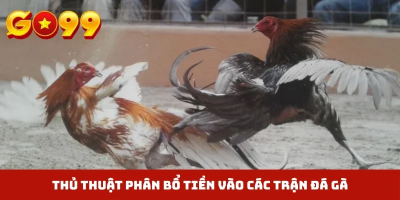 Thủ thuật phân bổ tiền vào các trận đá gà